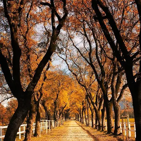 Hisa Orel דירה *