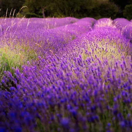 Hisa Orel דירה Kriz