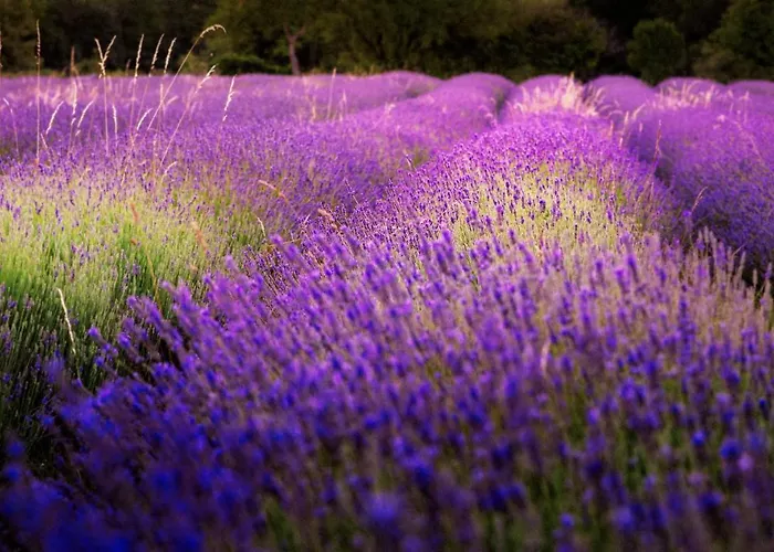 Hisa Orel Apartmán Kriz